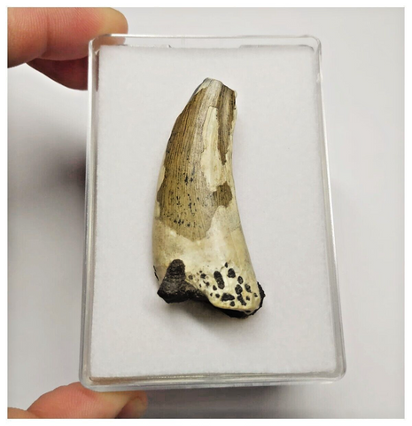 T22 - Rare Suchomimus tenerensis Dinosaur Tooth Lower Cretaceous Elrhaz Fm
