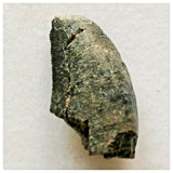 J47- Rare Eocarcharia dinops Dinosaur Tooth - Cretaceous Elrhaz Fm Tenere Desert