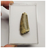 T25 - Rare Suchomimus tenerensis Dinosaur Tooth Lower Cretaceous Elrhaz Fm