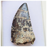 B13 - Rare 2.16'' Black Carcharodontosaurus Dinosaur Tooth Upper Cretaceous Talsint