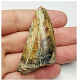 T13 - Top Rare Eocarcharia dinops Dinosaur Tooth - Cretaceous Elrhaz Fm