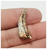 T62 - Top Rare Unusual Upper Cretaceous Pterosaur Claw KemKem Beds Ifezouane Fm