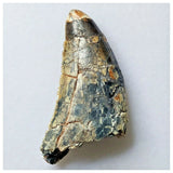 S3 - Rare Afrovenator abakensis Theropod Dinosaur Tooth - Jurassic Tiouraren Fm