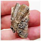 E11 - Ouranosaurus nigeriensis Basal Hadrosaur Dinosaur Tooth Cretaceous Elrhaz Fm
