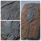 L80 & L78 NWA Ordinary Chondrite Meteorites + Scyphocrinites - Cottle Order