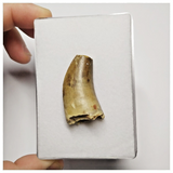 T157- Rare Eocarcharia dinops Dinosaur Tooth Cretaceous Elrhaz Fm Tenere Desert
