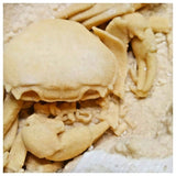 G45 - Finest Quality Fossil Crab (Potamon) Preserved in Travertine Turkey Location