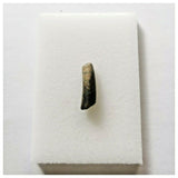 J79 - Top Rare Nigersaurus taqueti Sauropod Dinosaur Tooth Cretaceous Elrhaz Fm