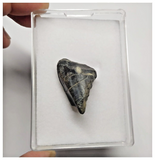 T30 - Rare Ouranosaurus Basal Hadrosaurid Dinosaur Tooth Cretaceous Elrhaz Fm