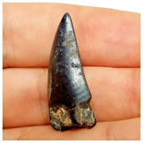 JS25 - Rare Eocarcharia dinops Dinosaur Tooth - Cretaceous Elrhaz Fm Tenere Desert