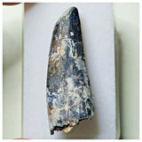 S9 - Exceedingly Rare Suchomimus tenerensis Dinosaur Tooth - Elrhaz Fm - Niger