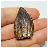 JS1 - Top Rare Jobaria tiguidensis Sauropod Dinosaur Tooth Jurassic Tiouraren Fm