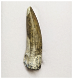 T192 - Rare Suchomimus tenerensis Dinosaur Tooth Lower Cretaceous Elrhaz Fm