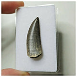 S24 - Kryptops palaios Abelisaurid Theropod Dinosaur Tooth Cretaceous Elrhaz Fm