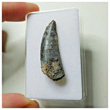 S25 - Kryptops palaios Abelisaurid Theropod Dinosaur Tooth Cretaceous Elrhaz Fm