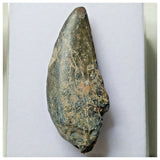 S5 - Rare Eocarcharia dinops Dinosaur Tooth - Cretaceous Elrhaz Fm Tenere Desert