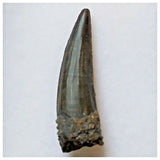 S42 - Exceedingly Rare Suchomimus tenerensis Dinosaur Tooth - Elrhaz Fm - Niger