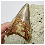 T125 - Finest Quality Serrated 3.42'' Megalodon Tooth in Matrix Indonesia Location