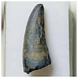 S8 - Exceedingly Rare Suchomimus tenerensis Dinosaur Tooth - Elrhaz Fm - Niger