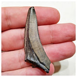E7 - Rare Eocarcharia dinops Dinosaur Tooth - Cretaceous Elrhaz Fm Tenere Desert