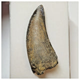 W4 - Rare Eocarcharia dinops Dinosaur Tooth - Cretaceous Elrhaz Fm Tenere Desert