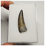 T24 - Rare Suchomimus tenerensis Dinosaur Tooth Lower Cretaceous Elrhaz Fm