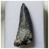S10 - Exceedingly Rare Suchomimus tenerensis Dinosaur Tooth - Elrhaz Fm - Niger