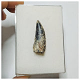JS14 - Rare Afrovenator abakensis Megalosaurid Dinosaur Tooth Jurassic Tiouraren Fm