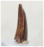 G55 - Finest 1.53'' Carcharodontosaurus Dinosaur Premaxillary Tooth Cretaceous