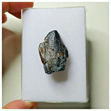 S17 - Spinophorosaurus nigeriensis Basal Sauropod Dinosaur Tooth Jurassic Irhazer Fm