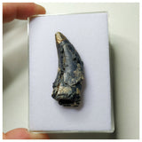 S1- Rare Afrovenator abakensis Megalosaurid Dinosaur Tooth Jurassic Tiouraren Fm