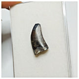 JS26 - Rare Eocarcharia dinops Dinosaur Tooth - Cretaceous Elrhaz Fm Tenere Desert
