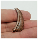 T63 - Top Rare Unusual Upper Cretaceous Pterosaur Claw KemKem Beds Ifezouane Fm