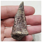 F1 - Unidentified Theropod Dinosaur Foot Claw Cretaceous Elrhaz Fm Tenere Desert