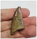 T84 - Rare Eocarcharia dinops Dinosaur Tooth - Cretaceous Elrhaz Fm Tenere Desert
