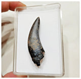 E2- Top Rare Unidentified Theropod Dinosaur Tooth - Cretaceous Elrhaz Fm Tenere Desert