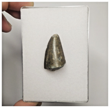 JS151-Rare Eocarcharia dinops Dinosaur Tooth Cretaceous Elrhaz Fm Tenere Desert