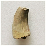 J64- Rare Eocarcharia dinops Dinosaur Tooth - Cretaceous Elrhaz Fm Tenere Desert