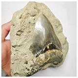 T113- Finest Quality Serrated 5.11 Inch Megalodon Tooth in Matrix Indonesia Location