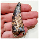 E5 - Rare Eocarcharia dinops Dinosaur Tooth - Cretaceous Elrhaz Fm Tenere Desert