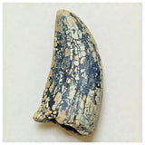 JS16 - Rare Afrovenator abakensis Megalosaurid Dinosaur Tooth Jurassic Tiouraren Fm