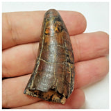 W18 - Rare Eocarcharia dinops Dinosaur Tooth - Cretaceous Elrhaz Fm Tenere Desert