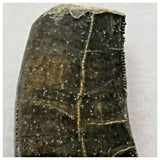 J43- Rare Eocarcharia dinops Dinosaur Tooth - Cretaceous Elrhaz Fm Tenere Desert