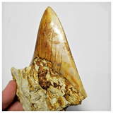 T123 - Finest Quality Serrated 3.26'' Megalodon Tooth in Matrix Indonesia Location