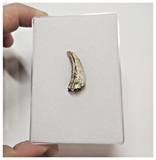 T62 - Top Rare Unusual Upper Cretaceous Pterosaur Claw KemKem Beds Ifezouane Fm