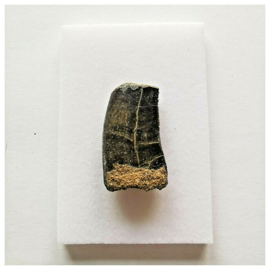 J43- Rare Eocarcharia dinops Dinosaur Tooth - Cretaceous Elrhaz Fm Tenere Desert