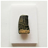 J43- Rare Eocarcharia dinops Dinosaur Tooth - Cretaceous Elrhaz Fm Tenere Desert