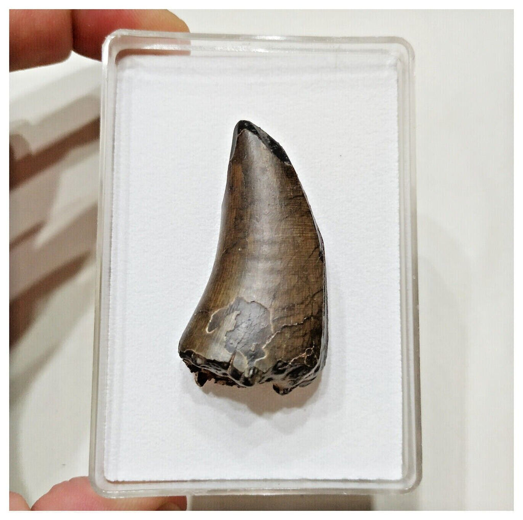 E6 - Rare Eocarcharia dinops Dinosaur Tooth - Cretaceous Elrhaz Fm Tenere Desert