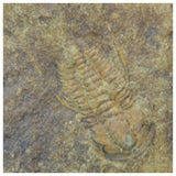 R343 & R344 Hamatolenus vincenti Middle Cambrian Trilobites - SCHANTZ Order