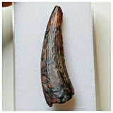 S39 - Exceedingly Rare Suchomimus tenerensis Dinosaur Tooth - Elrhaz Fm - Niger